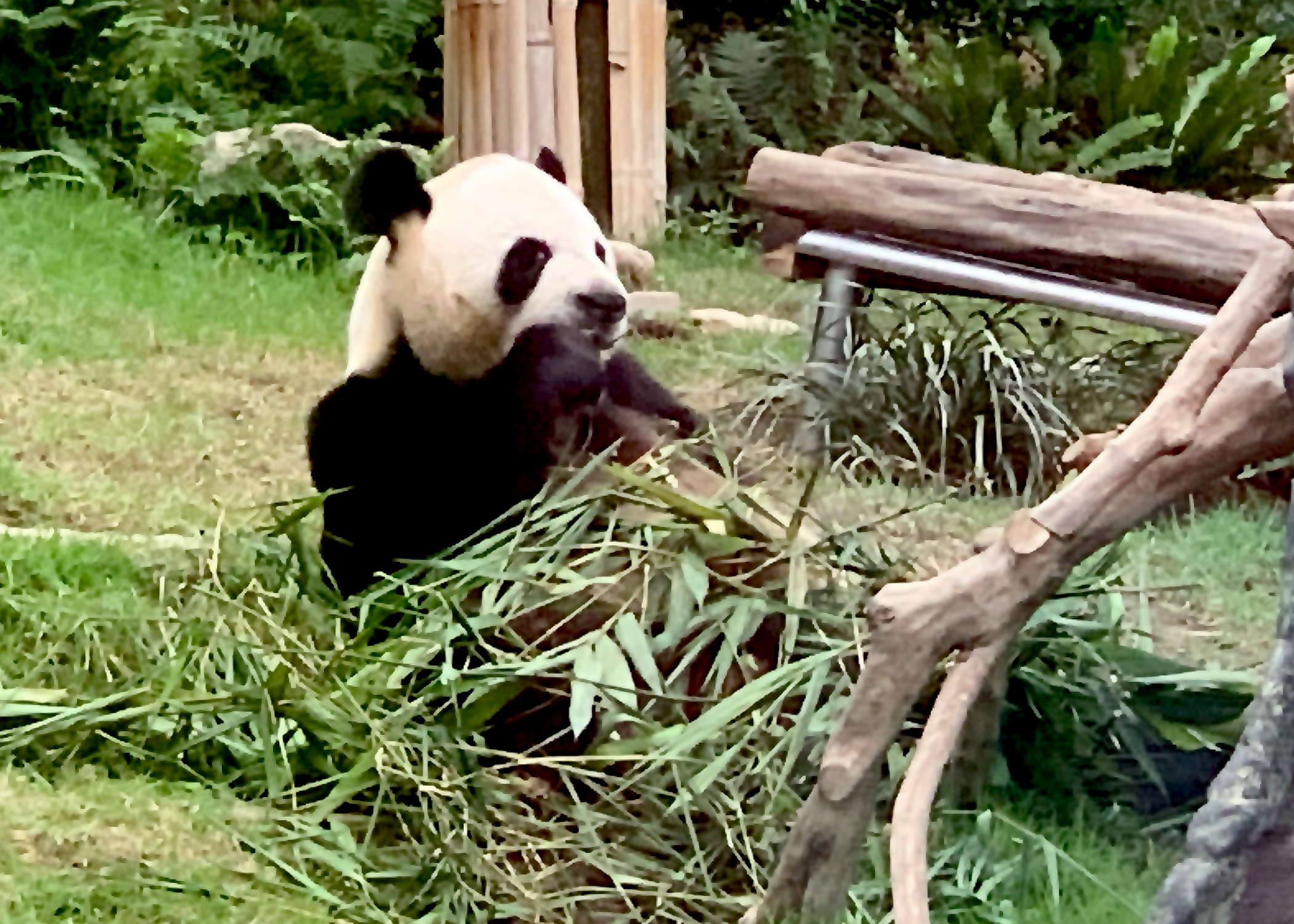 澳門大熊貓館